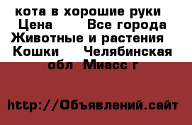 кота в хорошие руки › Цена ­ 0 - Все города Животные и растения » Кошки   . Челябинская обл.,Миасс г.